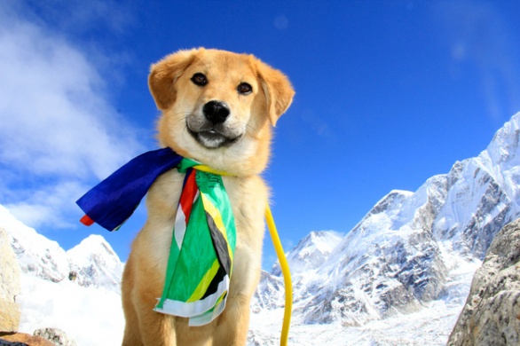 世界初！エベレストに登った救助犬！