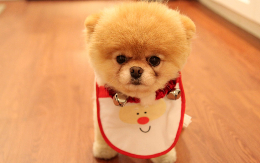 [25pics+1video] 愛犬だってクリスマスを楽しみにしている!!