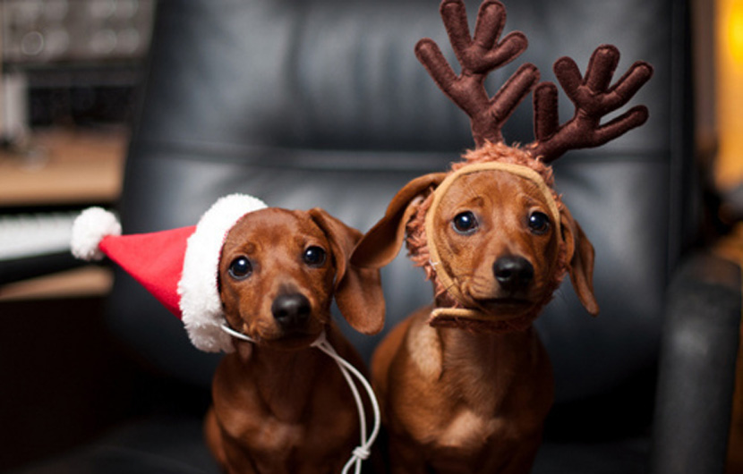 [25pics+1video] 愛犬だってクリスマスを楽しみにしている!!